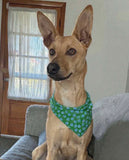 Blue and Green Smilie Face Dog Scrunchie Bandana